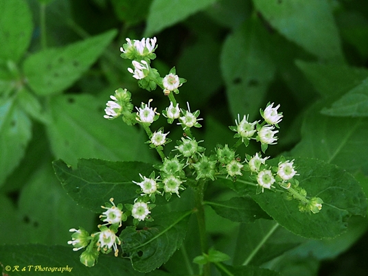 {Penthorum sedoides}